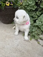 Layla, a female Golden Retriever for sale in Doon, IA – 3 of 3