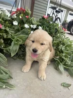 Henry, a male Golden Retriever for sale in Doon, IA – 4 of 4
