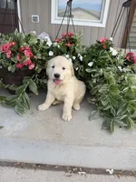 Winnie, a female Golden Retriever for sale in Doon, IA – 5 of 5