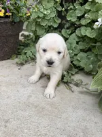 Millie, a female Golden Retriever for sale in Doon, IA – 2 of 2