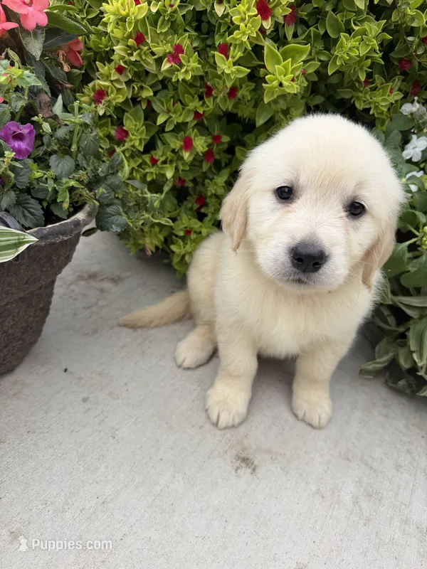 Millie – Golden Retriever puppy for sale in Doon, IA