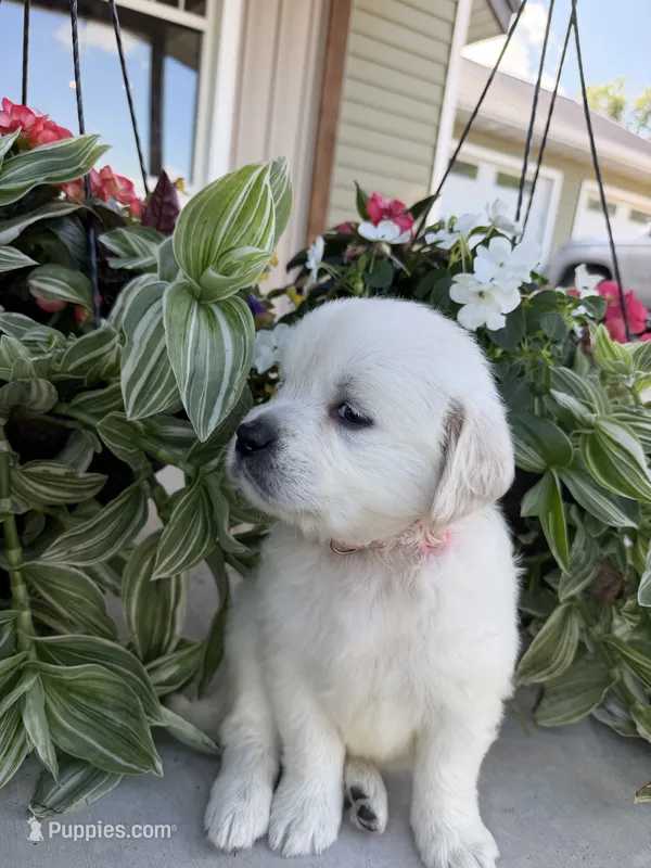 Layla – Golden Retriever puppy for sale in Doon, IA