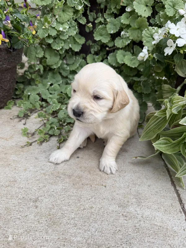 Max – Golden Retriever puppy for sale in Doon, IA