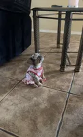 Unknown, a female French Bulldog for sale in Casa Grande, AZ – 7 of 8
