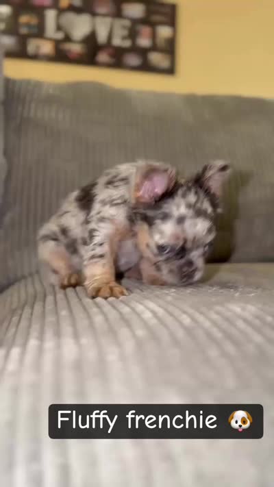 Unknown, a female French Bulldog for sale in Casa Grande, AZ – 8 of 8