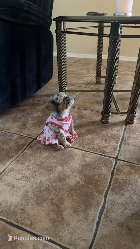 Unknown – French Bulldog puppy for sale in Casa Grande, AZ