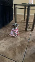 Unknown, a female French Bulldog for sale in Casa Grande, AZ – 1 of 8