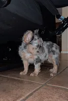 Unknown, a female French Bulldog for sale in Casa Grande, AZ – 3 of 8
