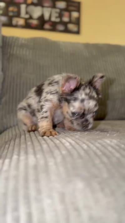 Unknown, a female French Bulldog for sale in Casa Grande, AZ – 4 of 8