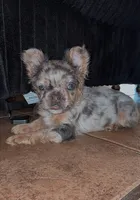 Unknown, a female French Bulldog for sale in Casa Grande, AZ – 5 of 8