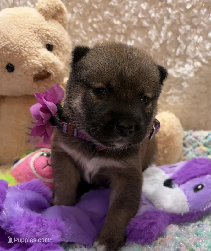 Ayu – Shiba Inu puppy for sale in Ogden, IA