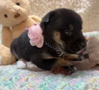 Mizuzu, a female Shiba Inu for sale in Ogden, IA – 4 of 4