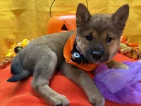 Ayu, a female Shiba Inu for sale in Ogden, IA – 4 of 8