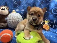 Kei, a male Shiba Inu for sale in Ogden, IA – 8 of 8