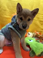Kei, a male Shiba Inu for sale in Ogden, IA – 2 of 8