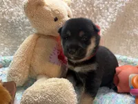Etsuko, a male Shiba Inu for sale in Ogden, IA – 2 of 5
