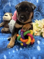 Mizuzu, a female Shiba Inu for sale in Ogden, IA – 8 of 8