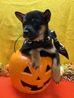 Mizuzu, a female Shiba Inu for sale in Ogden, IA – 2 of 8