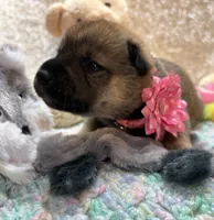 Faye, a female Shiba Inu for sale in Ogden, IA – 3 of 4