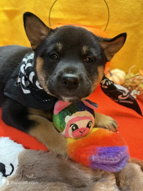 Mizuzu – Shiba Inu puppy for sale in Ogden, IA