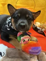 Mizuzu, a female Shiba Inu for sale in Ogden, IA – 1 of 8