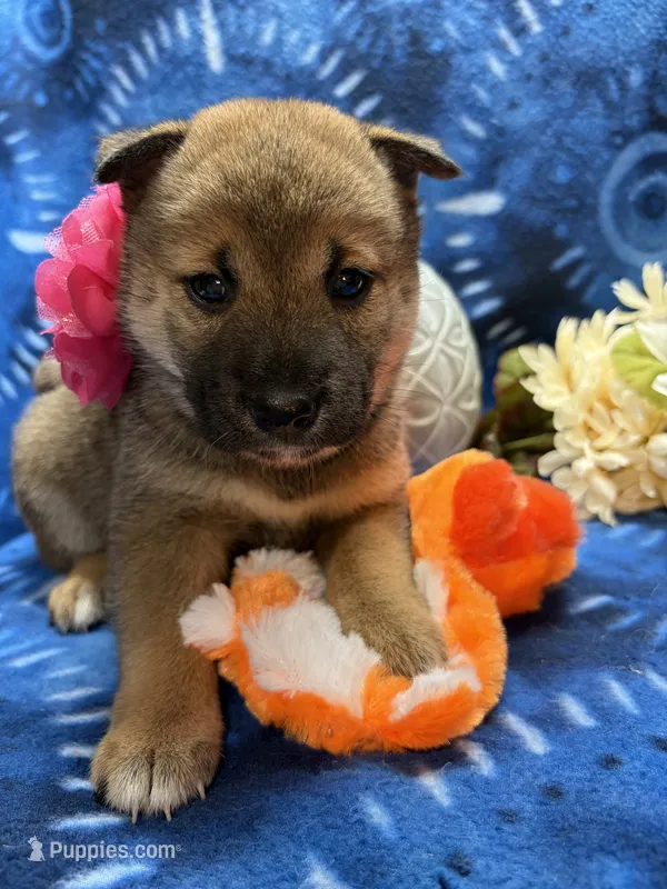 Mochi – Shiba Inu puppy for sale in Ogden, IA