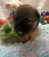 Kei, a male Shiba Inu for sale in Ogden, IA – 2 of 4