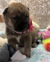Faye, a female Shiba Inu for sale in Ogden, IA – 2 of 4