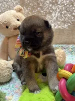 Kei, a male Shiba Inu for sale in Ogden, IA – 3 of 4