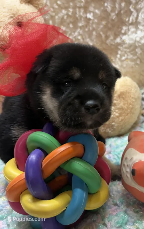 Etsuko – Shiba Inu puppy for sale in Ogden, IA