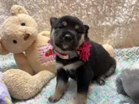 Suzu, a female Shiba Inu for sale in Ogden, IA – 4 of 5