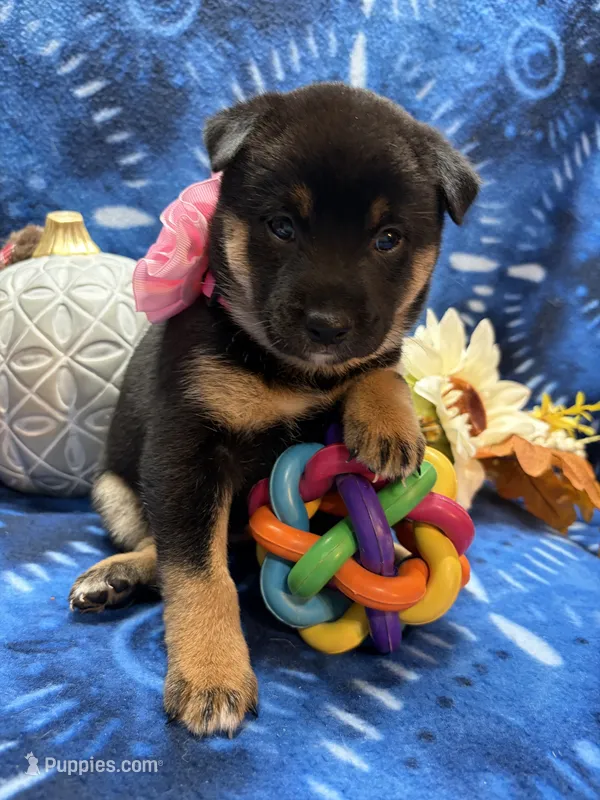 Mizuzu – Shiba Inu puppy for sale in Ogden, IA
