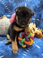 Mizuzu, a female Shiba Inu for sale in Ogden, IA – 7 of 8