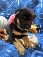 Mizuzu, a female Shiba Inu for sale in Ogden, IA – 6 of 8