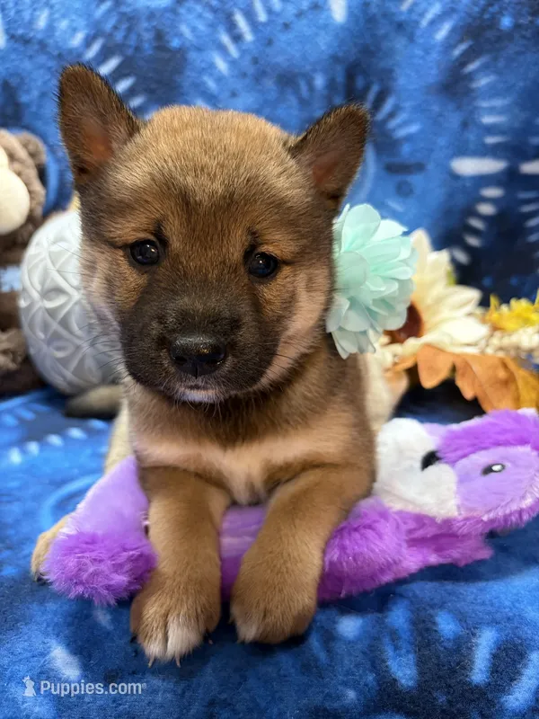 Ayu – Shiba Inu puppy for sale in Ogden, IA