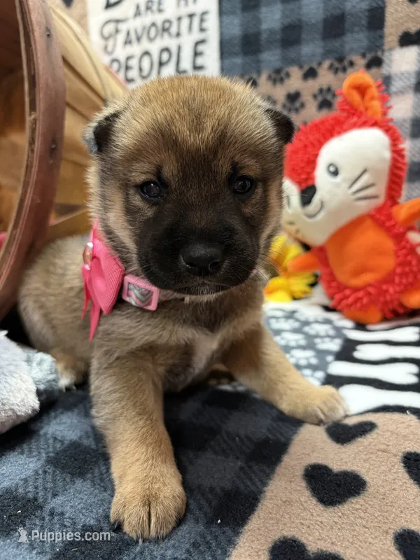 Faye – Shiba Inu puppy for sale in Ogden, IA