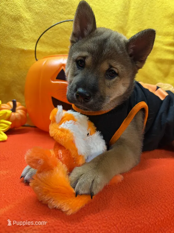 Mochi – Shiba Inu puppy for sale in Ogden, IA