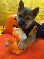 Mochi, a female Shiba Inu for sale in Ogden, IA – 1 of 8
