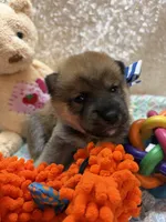 Keito, a male Shiba Inu for sale in Ogden, IA – 2 of 4