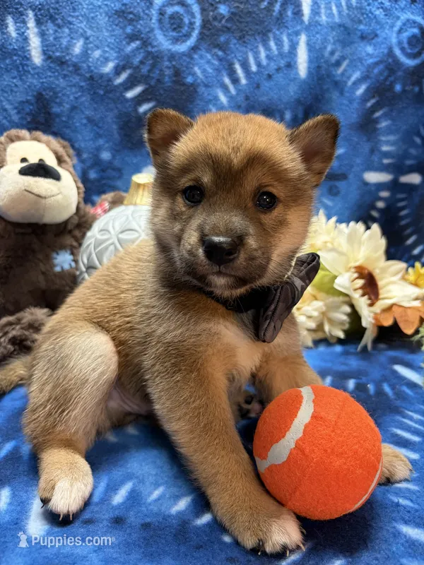 Kei – Shiba Inu puppy for sale in Ogden, IA