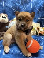 Kei, a male Shiba Inu for sale in Ogden, IA – 6 of 8