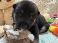 Mizuzu, a female Shiba Inu for sale in Ogden, IA – 2 of 4