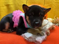 Mizuzu, a female Shiba Inu for sale in Ogden, IA – 4 of 8