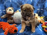 Keito, a male Shiba Inu for sale in Ogden, IA – 8 of 8