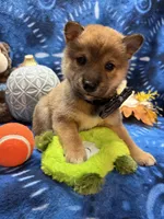 Kei, a male Shiba Inu for sale in Ogden, IA – 5 of 8