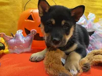 Miwa, a female Shiba Inu for sale in Ogden, IA – 2 of 8