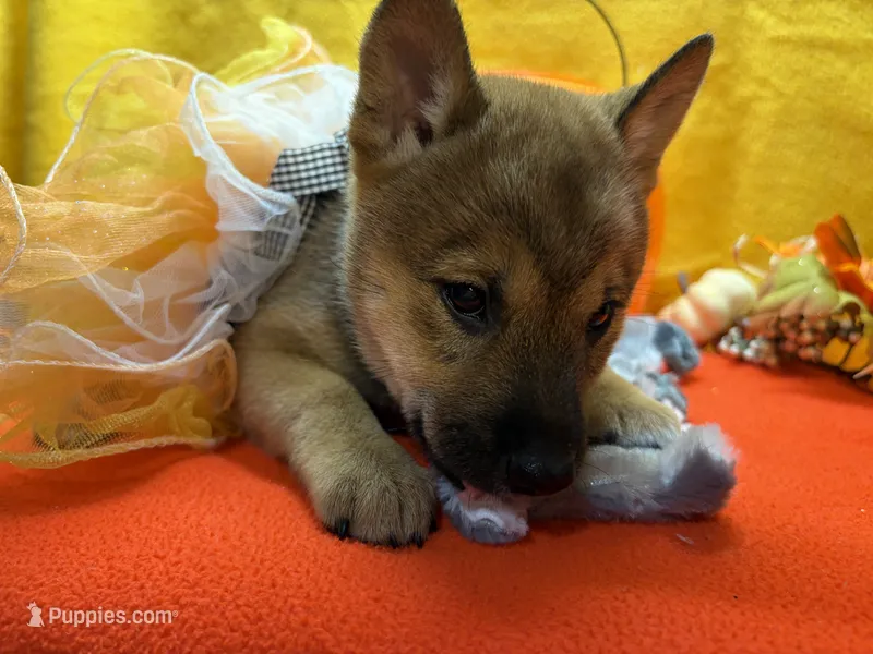 Faye – Shiba Inu puppy for sale in Ogden, IA