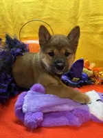 Ayu, a female Shiba Inu for sale in Ogden, IA – 3 of 8
