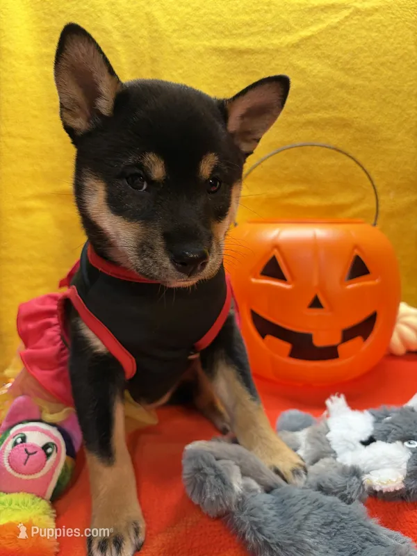 Suzu – Shiba Inu puppy for sale in Ogden, IA