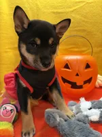 Suzu, a female Shiba Inu for sale in Ogden, IA – 1 of 8